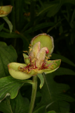 Paeonia mascula subsp. arietina RCP5-06 209.jpg